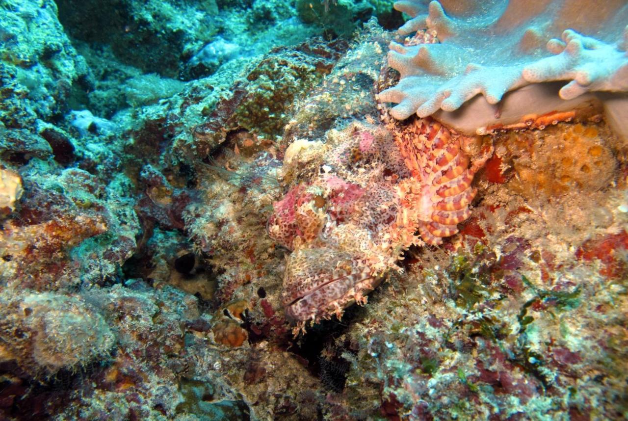 Dive Planet Mafia Island Utende Eksteriør billede
