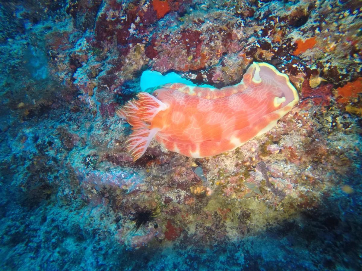 Dive Planet Mafia Island Utende Eksteriør billede