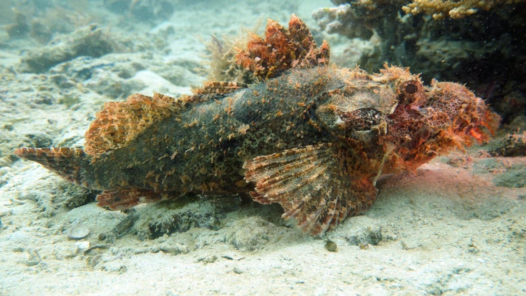 Dive Planet Mafia Island Utende Eksteriør billede