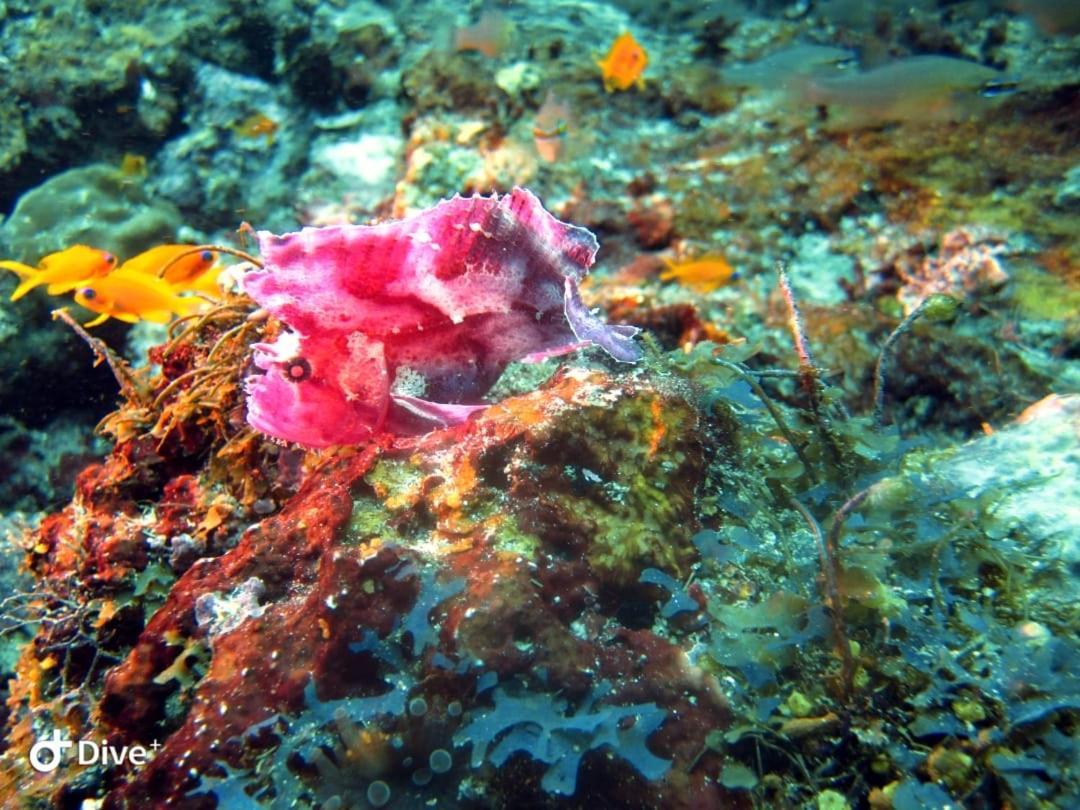 Dive Planet Mafia Island Utende Eksteriør billede