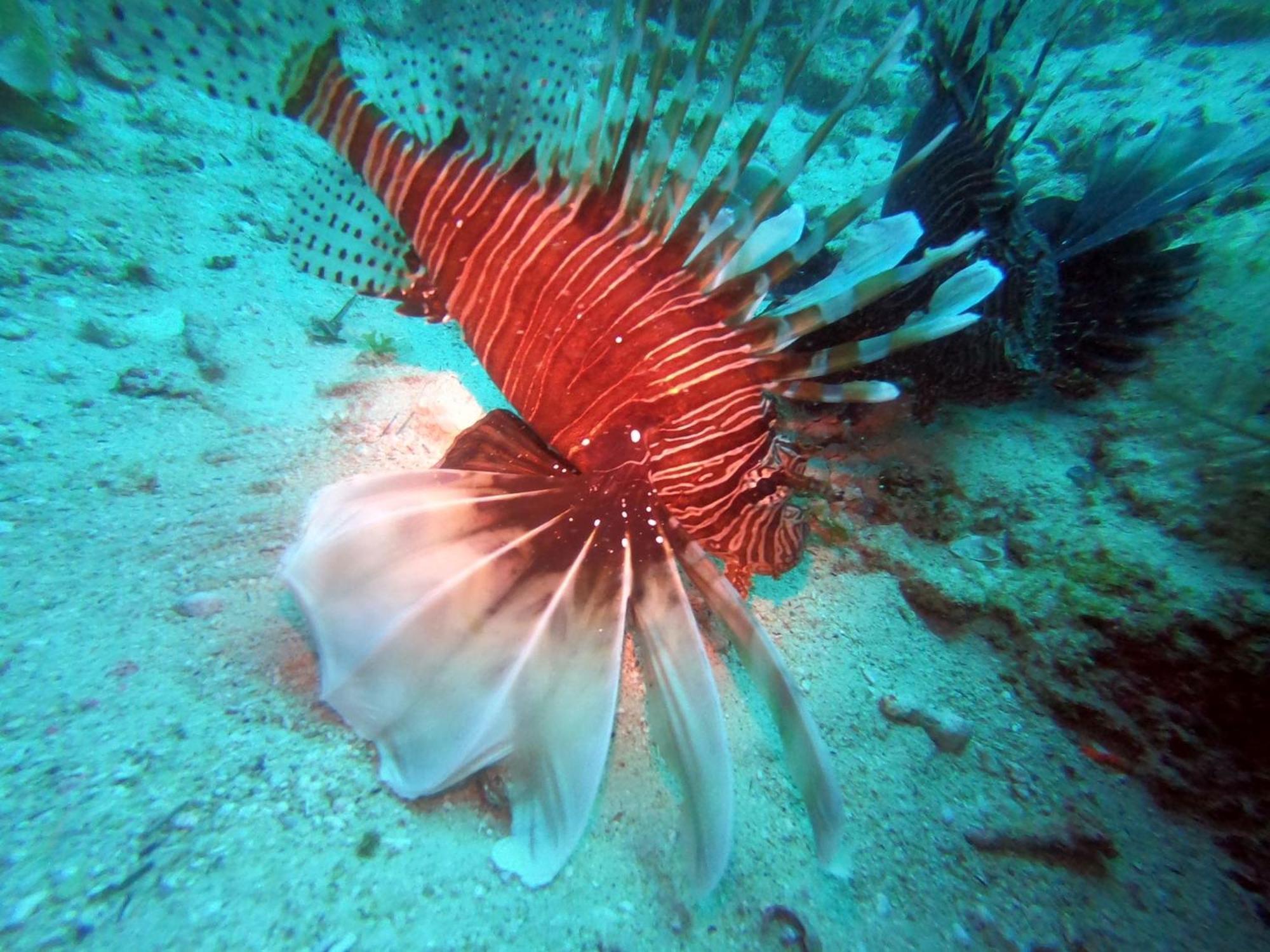 Dive Planet Mafia Island Utende Eksteriør billede