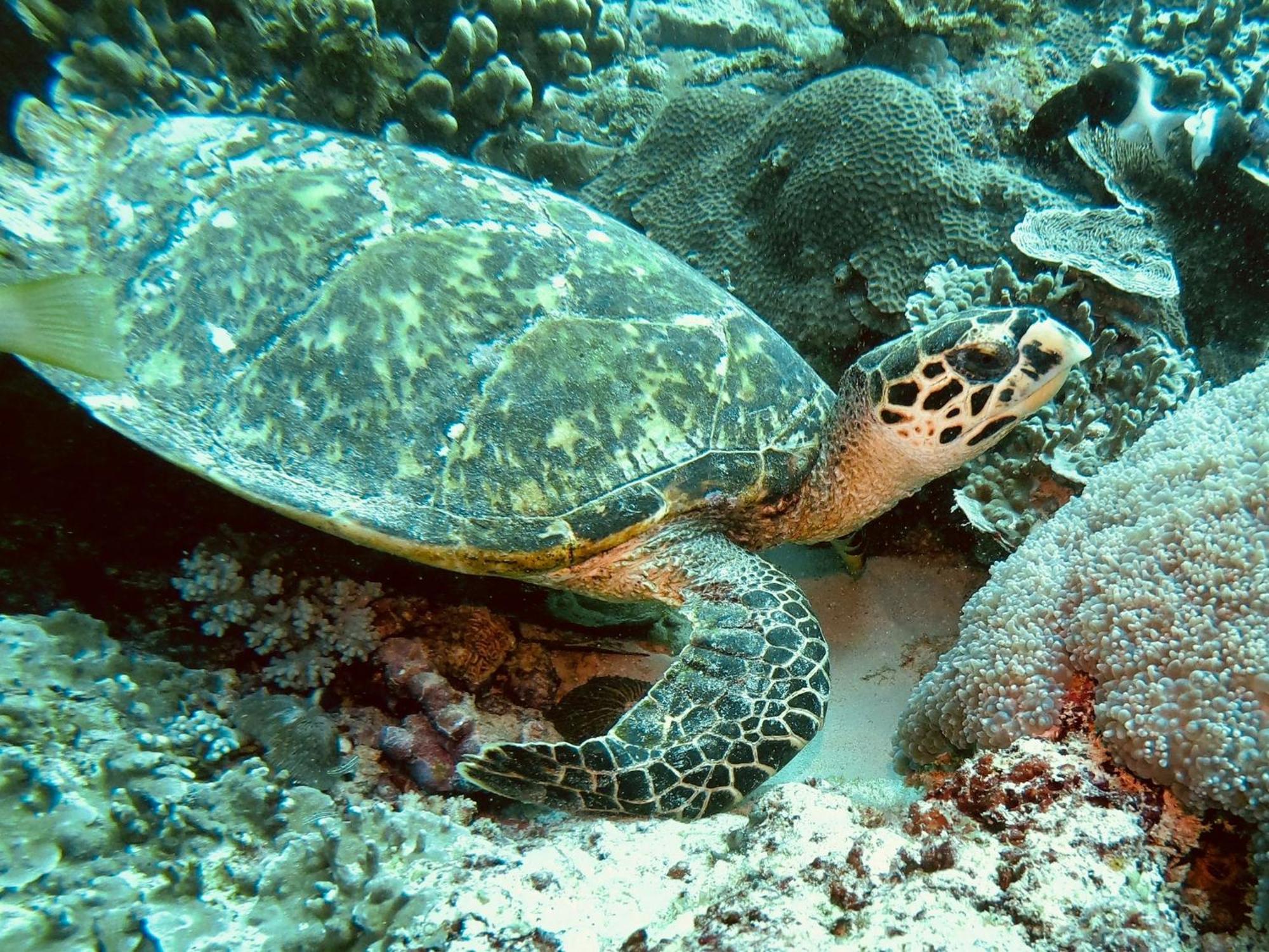 Dive Planet Mafia Island Utende Eksteriør billede